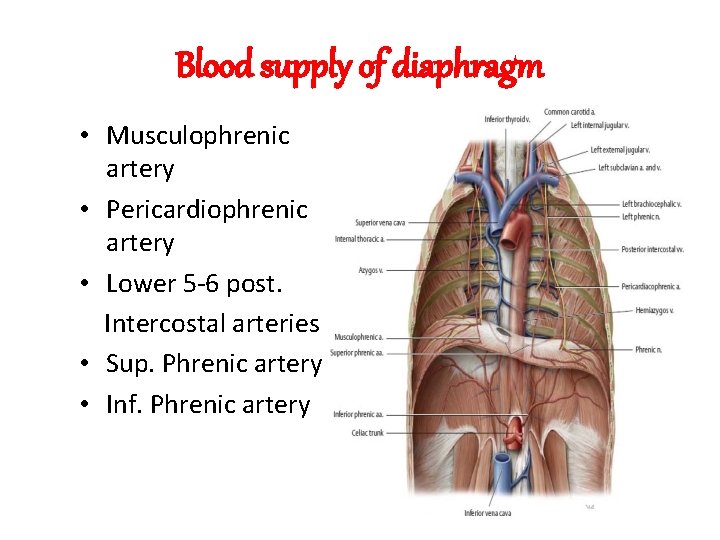 Blood supply of diaphragm • Musculophrenic artery • Pericardiophrenic artery • Lower 5 -6