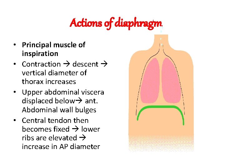 Actions of diaphragm • Principal muscle of inspiration • Contraction descent vertical diameter of