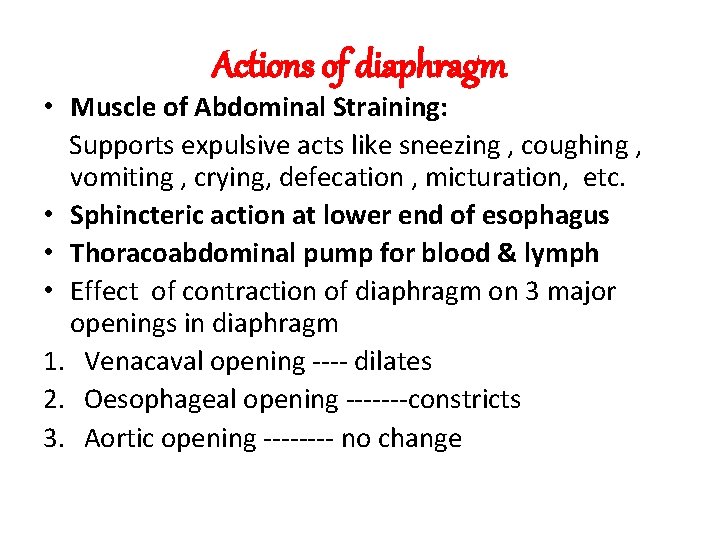 Actions of diaphragm • Muscle of Abdominal Straining: Supports expulsive acts like sneezing ,