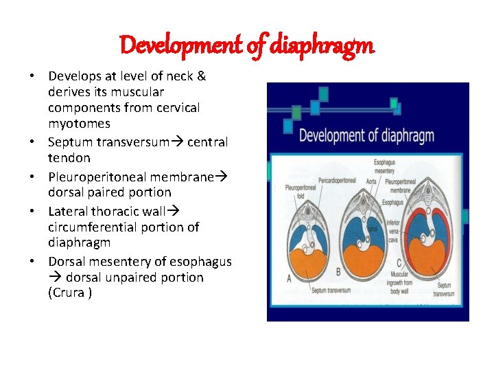 Development of diaphragm • Develops at level of neck & derives its muscular components