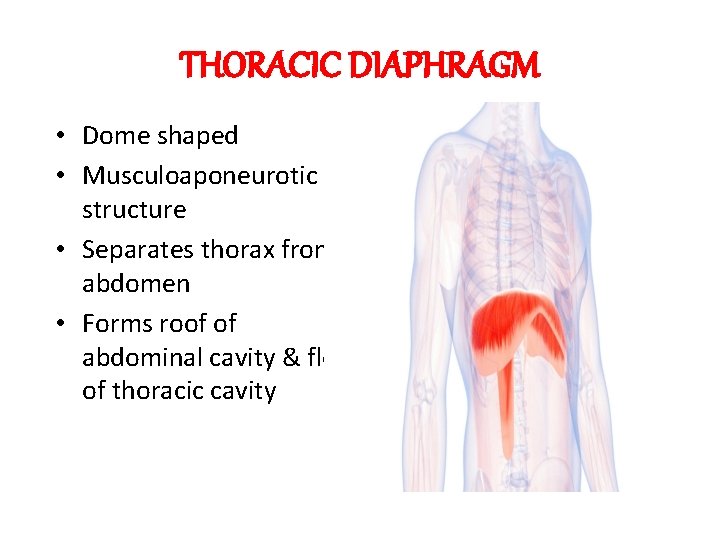 THORACIC DIAPHRAGM • Dome shaped • Musculoaponeurotic structure • Separates thorax from abdomen •