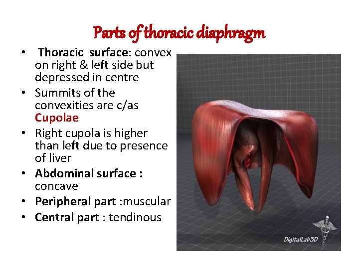 Parts of thoracic diaphragm • Thoracic surface: convex on right & left side but