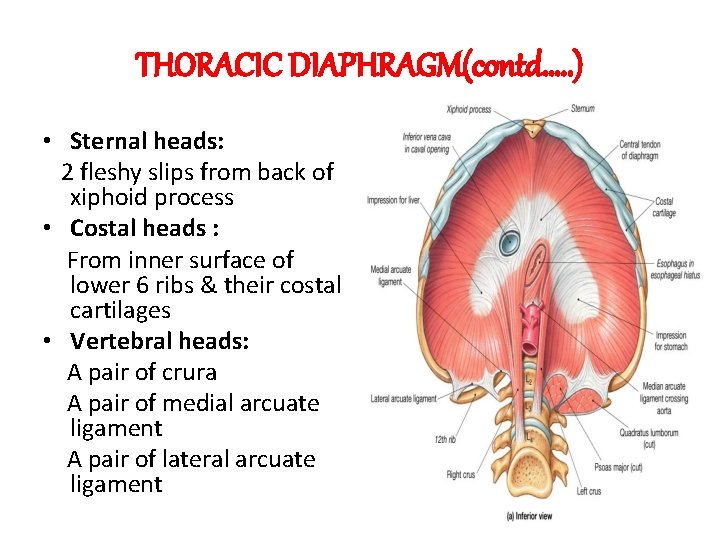 THORACIC DIAPHRAGM(contd…. . ) • Sternal heads: 2 fleshy slips from back of xiphoid
