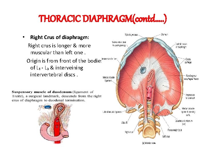 THORACIC DIAPHRAGM(contd…. . ) • Right Crus of diaphragm: Right crus is longer &
