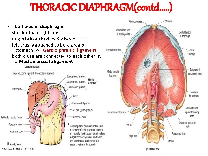 THORACIC DIAPHRAGM(contd…. . ) • Left crus of diaphragm: shorter than right crus origin