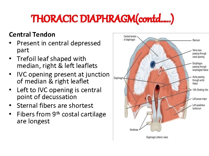 THORACIC DIAPHRAGM(contd…. . ) Central Tendon • Present in central depressed part • Trefoil