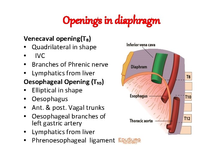 Openings in diaphragm Venecaval opening(T₈) • Quadrilateral in shape • IVC • Branches of