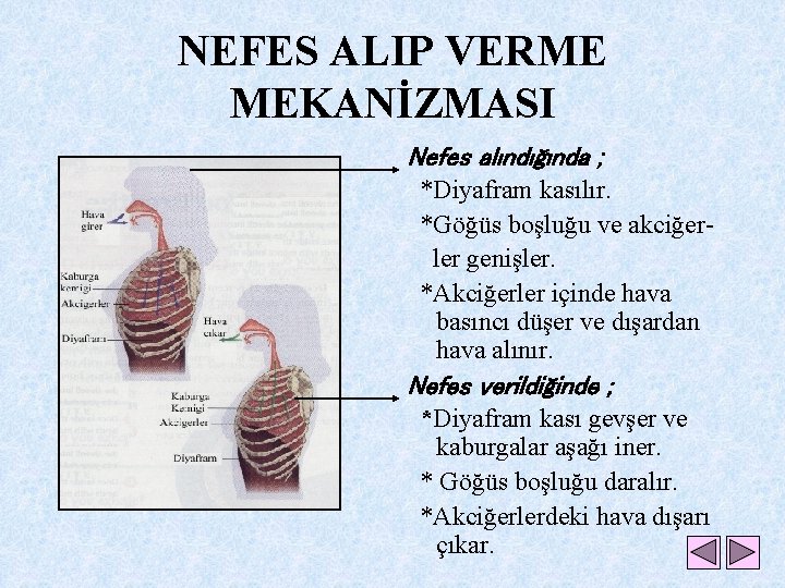 NEFES ALIP VERME MEKANİZMASI Nefes alındığında ; *Diyafram kasılır. *Göğüs boşluğu ve akciğerler genişler.