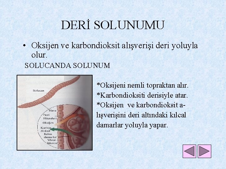 DERİ SOLUNUMU • Oksijen ve karbondioksit alışverişi deri yoluyla olur. SOLUCANDA SOLUNUM *Oksijeni nemli