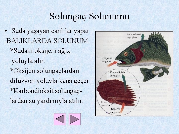 Solungaç Solunumu • Suda yaşayan canlılar yapar BALIKLARDA SOLUNUM *Sudaki oksijeni ağız yoluyla alır.