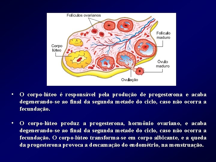  • O corpo-lúteo é responsável pela produção de progesterona e acaba degenerando-se ao