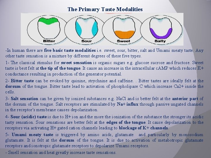 The Primary Taste Modalities -In human there are five basic taste modalities i. e.