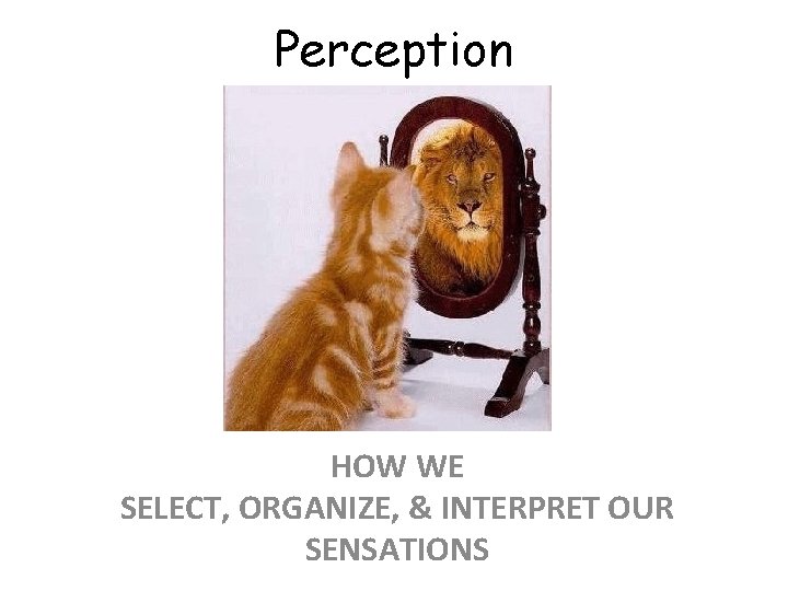 Perception HOW WE SELECT, ORGANIZE, & INTERPRET OUR SENSATIONS 