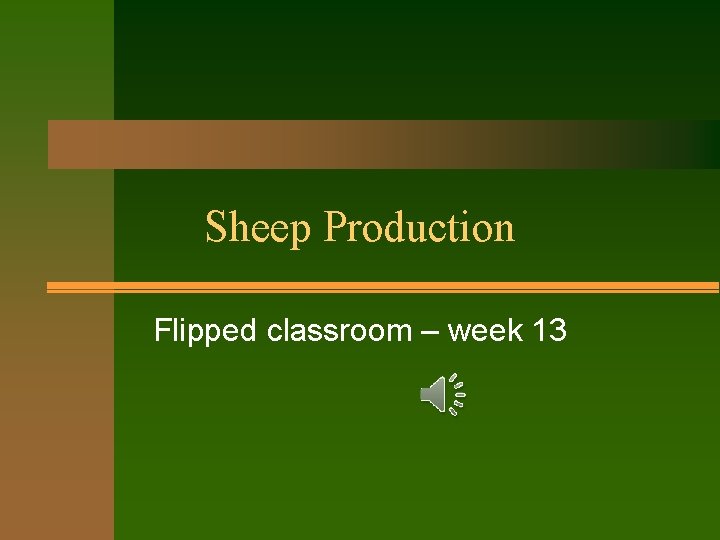 Sheep Production Flipped classroom – week 13 