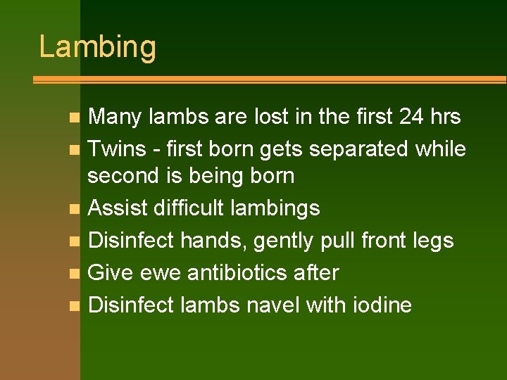 Lambing Many lambs are lost in the first 24 hrs n Twins - first