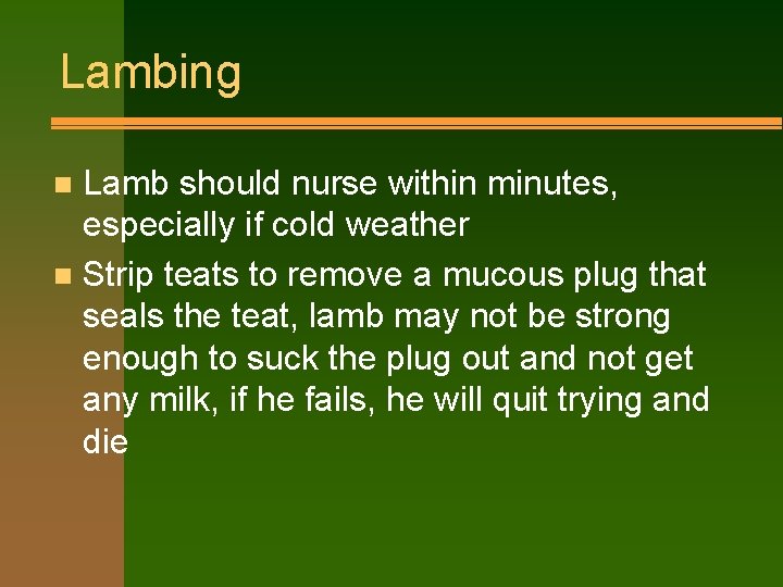 Lambing Lamb should nurse within minutes, especially if cold weather n Strip teats to