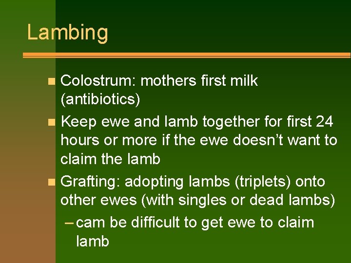 Lambing Colostrum: mothers first milk (antibiotics) n Keep ewe and lamb together for first