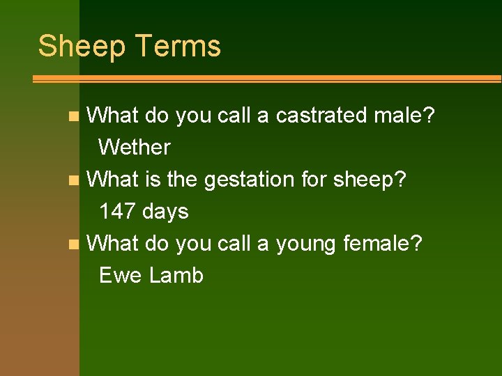 Sheep Terms What do you call a castrated male? Wether n What is the