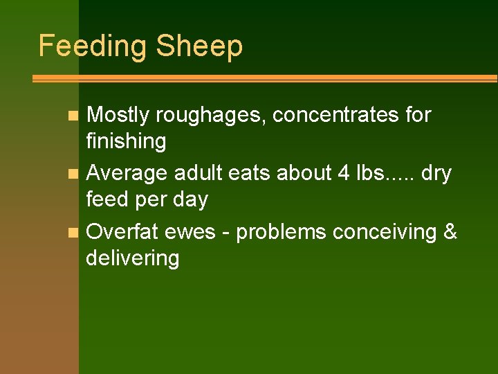 Feeding Sheep Mostly roughages, concentrates for finishing n Average adult eats about 4 lbs.