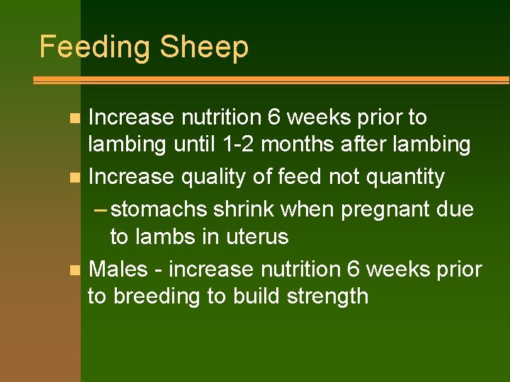 Feeding Sheep Increase nutrition 6 weeks prior to lambing until 1 -2 months after