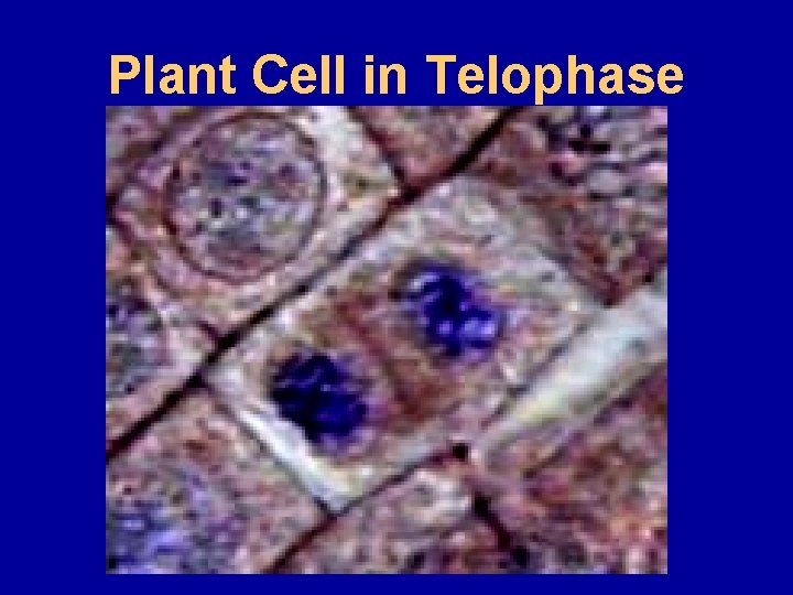 Plant Cell in Telophase  Plant Cell in Telophase