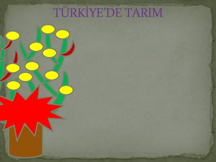 TÜRKİYE’DE TARIM 