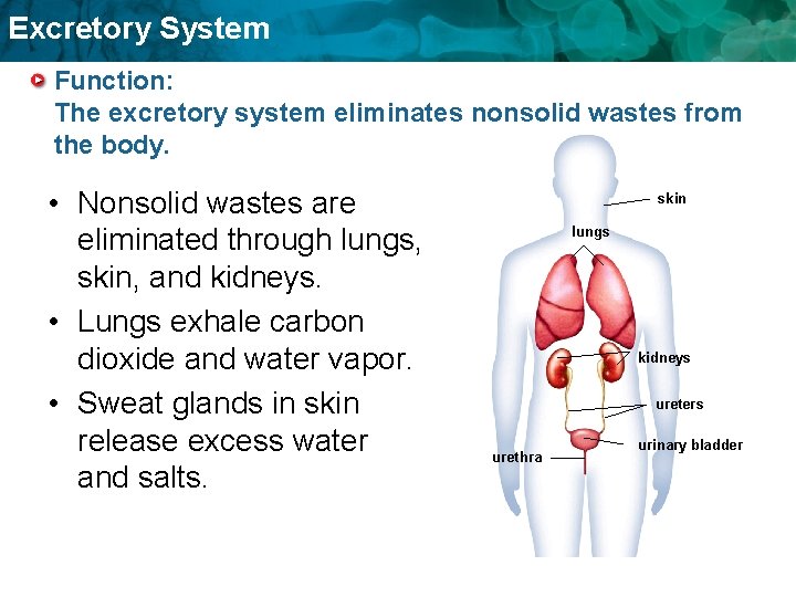 Excretory System Function: The excretory system eliminates nonsolid wastes from the body. • Nonsolid