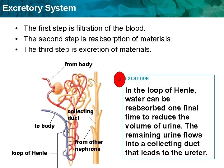 Excretory System • The first step is filtration of the blood. • The second