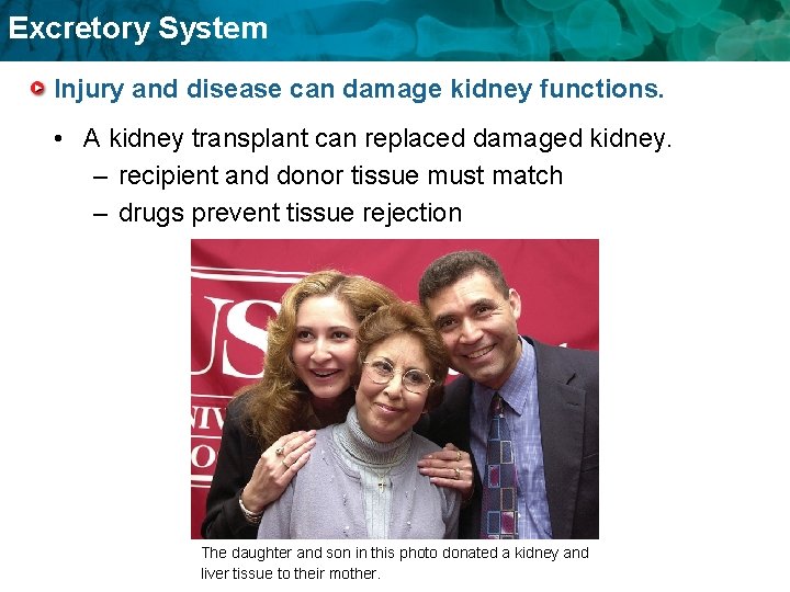 Excretory System Injury and disease can damage kidney functions. • A kidney transplant can