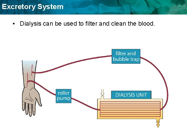 Excretory System • Dialysis can be used to filter and clean the blood. 