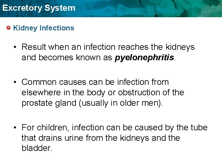 Excretory System Kidney Infections • Result when an infection reaches the kidneys and becomes