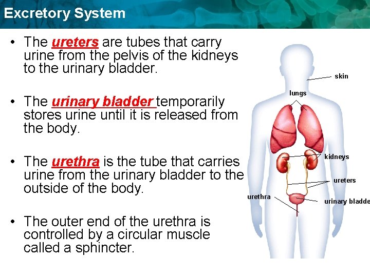 Excretory System • The ureters are tubes that carry urine from the pelvis of