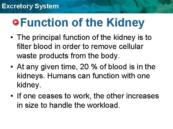 Excretory System Function of the Kidney • The principal function of the kidney is