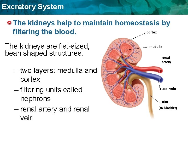 Excretory System The kidneys help to maintain homeostasis by cortex filtering the blood. The