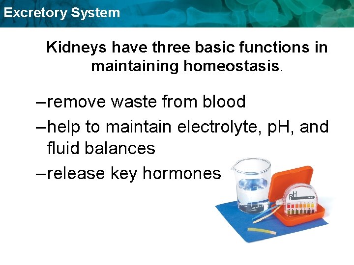 Excretory System Kidneys have three basic functions in maintaining homeostasis. – remove waste from