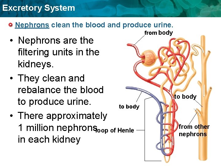 Excretory System Nephrons clean the blood and produce urine. • Nephrons are the filtering