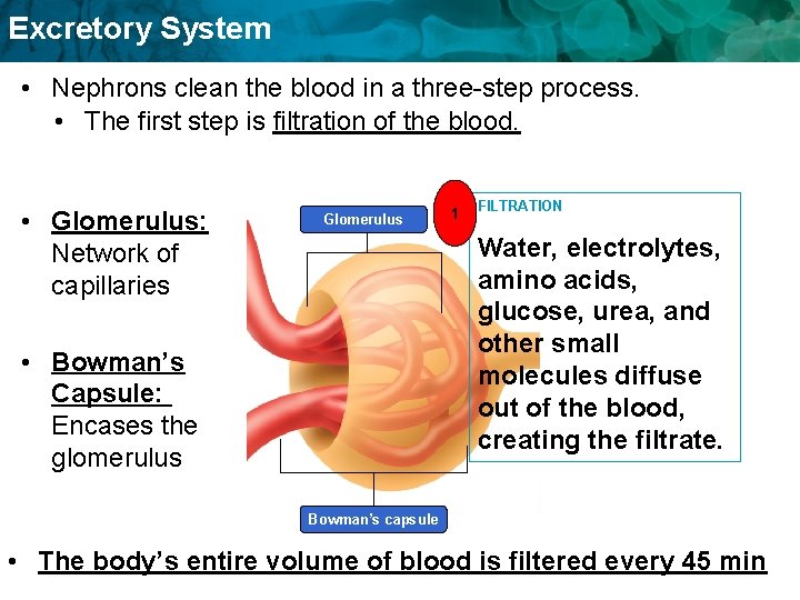 Excretory System • Nephrons clean the blood in a three-step process. • The first