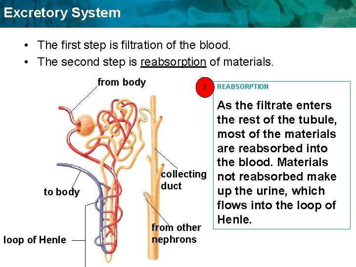 Excretory System • The first step is filtration of the blood. • The second