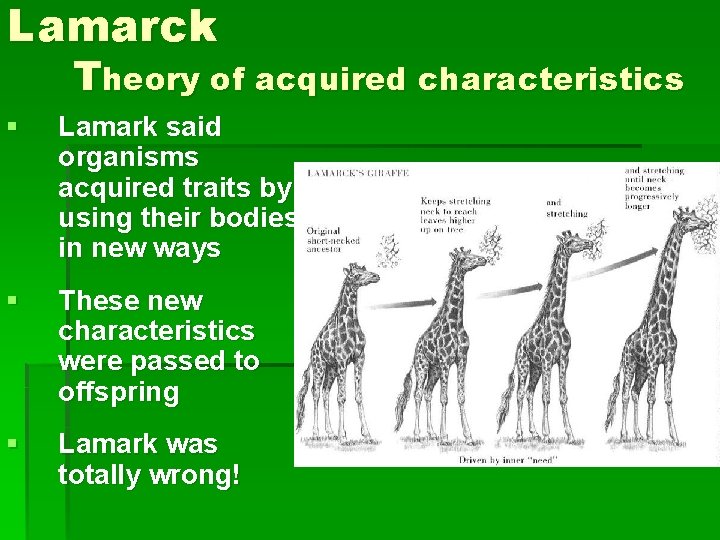 Lamarck Theory of acquired characteristics § Lamark said organisms acquired traits by using their