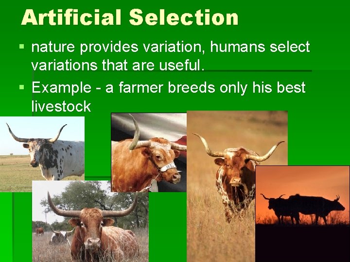 Artificial Selection § nature provides variation, humans select variations that are useful. § Example