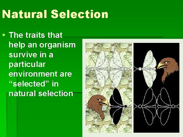 Natural Selection § The traits that help an organism survive in a particular environment