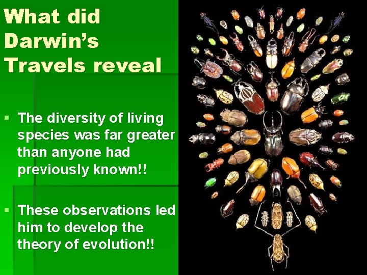 What did Darwin’s Travels reveal § The diversity of living species was far greater