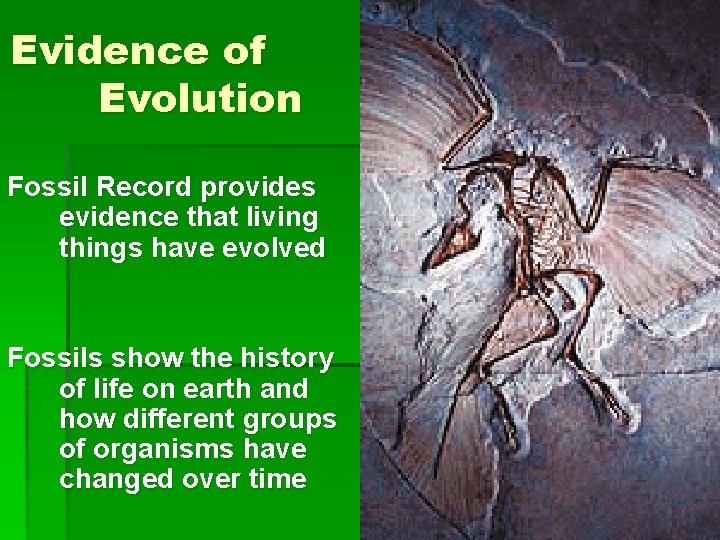 Evidence of Evolution Fossil Record provides evidence that living things have evolved Fossils show