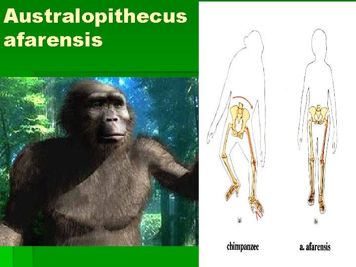 Australopithecus afarensis 