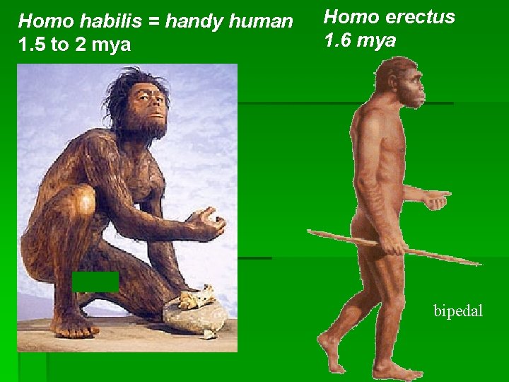 Homo habilis = handy human 1. 5 to 2 mya Homo erectus 1. 6