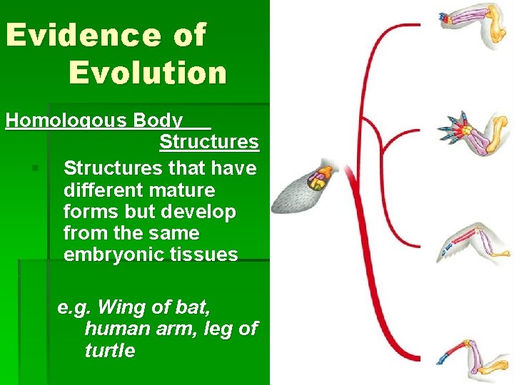 Evidence of Evolution Homologous Body Structures § Structures that have different mature forms but