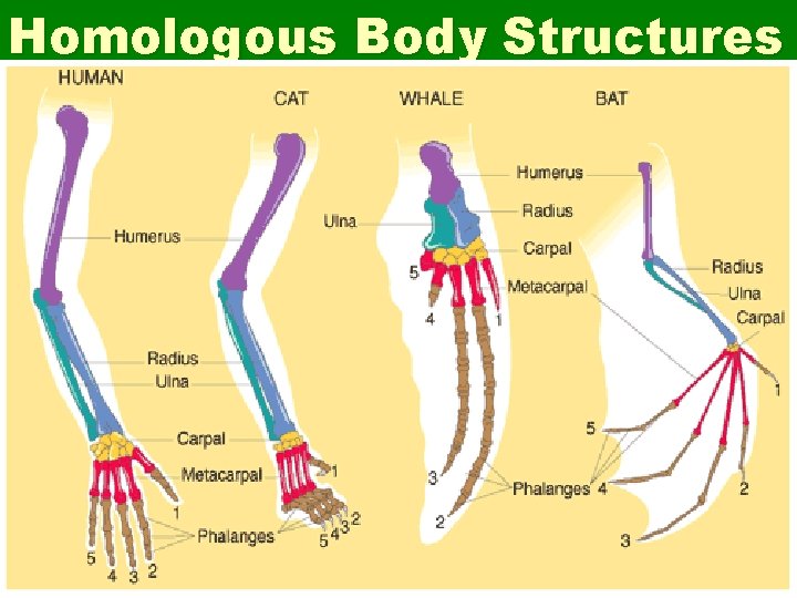 Homologous Body Structures 
