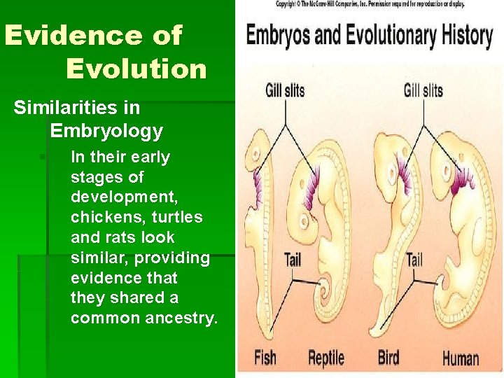 Evidence of Evolution Similarities in Embryology § In their early stages of development, chickens,