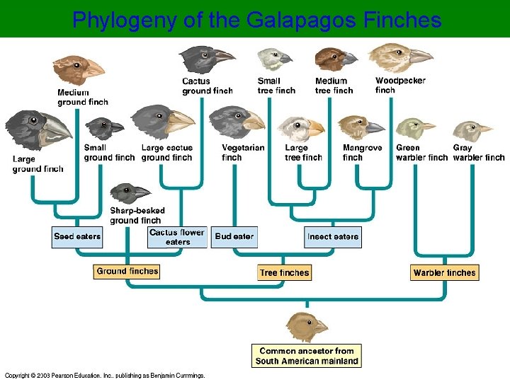 Phylogeny of the Galapagos Finches 