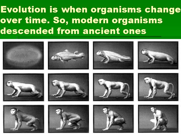 Evolution is when organisms change over time. So, modern organisms descended from ancient ones
